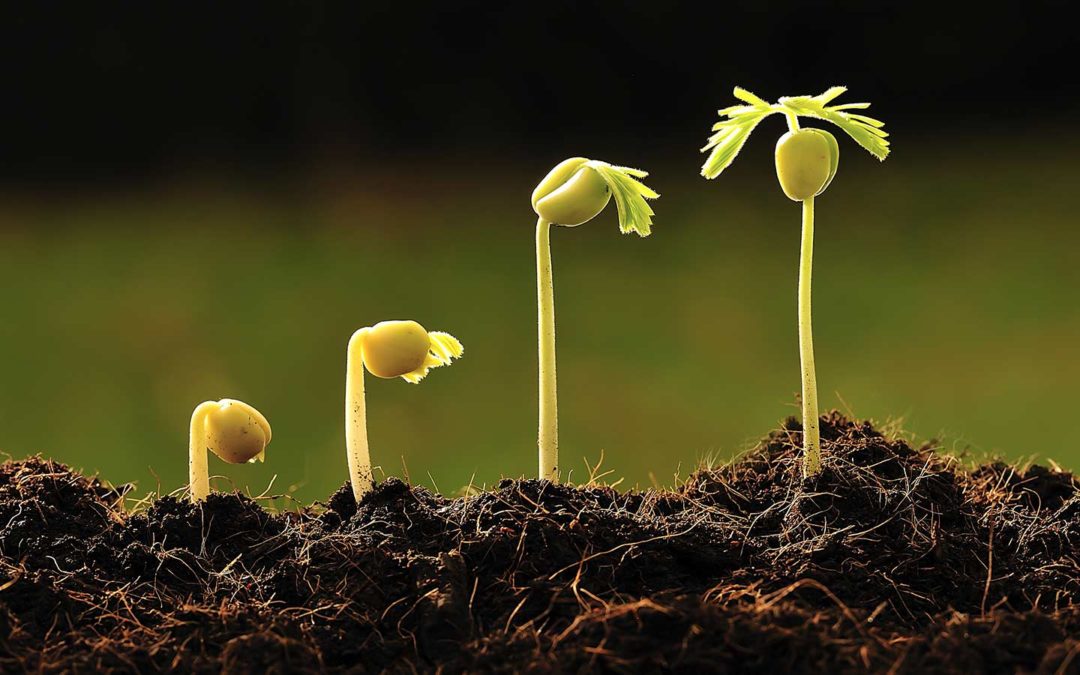 5 Practical Ways to use Cocopeat Grow Cubes for Greenhouse for Stronger Commercial Seedlings