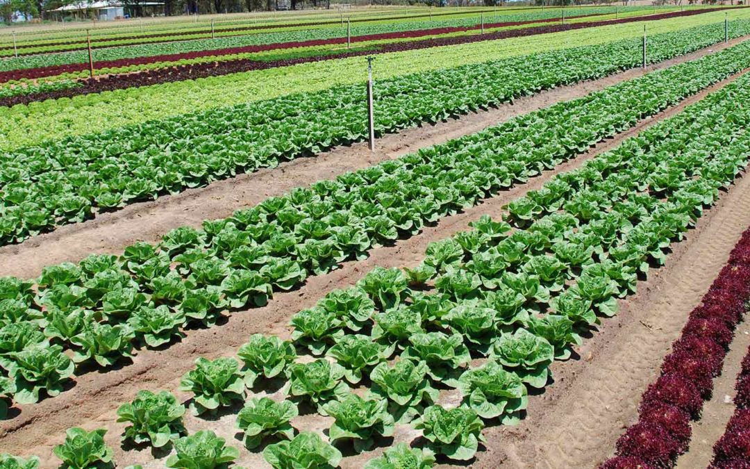 7 Reasons Cocopeat Briquettes Are a Must-Have for Modern Growers