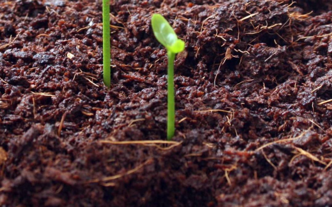 7 Reasons to Choose Coir Products Manufacturers in Sri Lanka for Your Business