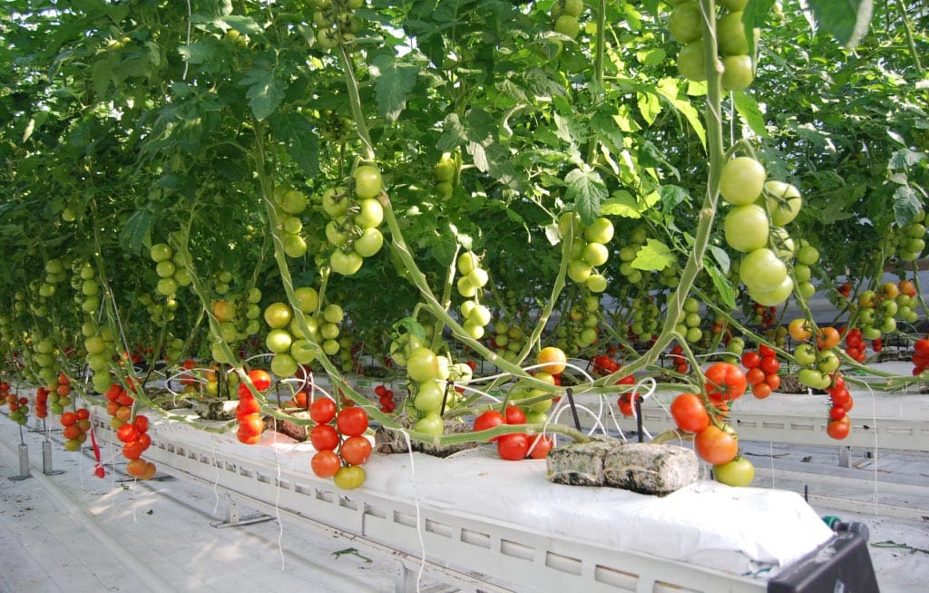 6 Smart Reasons Greenhouse Growers Love Cocopeat Grow Cubes