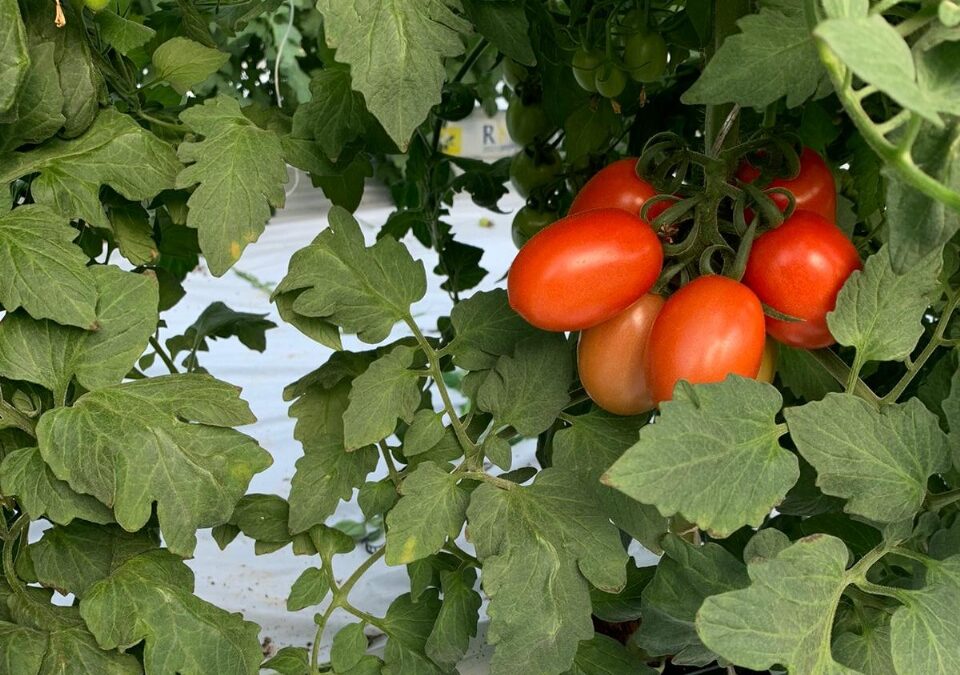 7 Things Every Greenhouse Grower Should Know About Cocopeat Planter Bag Exporters